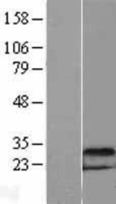 Western Blot DDIT4 Overexpression Lysate