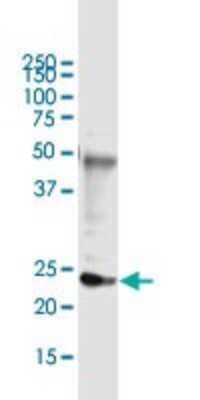 Immunoprecipitation: DDIT4L Antibody (2E6) [H00115265-M01] - Analysis of DDIT4L transfected lysate using anti-DDIT4L monoclonal antibody and Protein A Magnetic Bead, and immunoblotted with DDIT4L MaxPab rabbit polyclonal antibody.