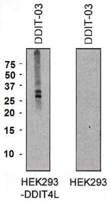 Western Blot: DDIT4L Antibody (DDIT-03) [NBP2-62218] - Analysis of DDIT4L expression in HEK293-DDIT4L transfectants and HEK293 cells using mouse monoclonal antibody DDIT-03.