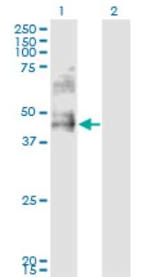 Western Blot DDO Antibody (3F7)