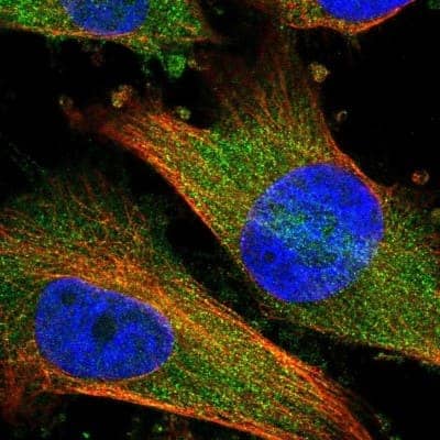 Immunocytochemistry/ Immunofluorescence DDO Antibody