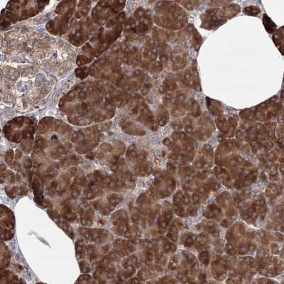 Immunohistochemistry-Paraffin: DDO Antibody [NBP2-32684] - Staining of human pancreas shows strong cytoplasmic positivity in exocrine glandular cells.