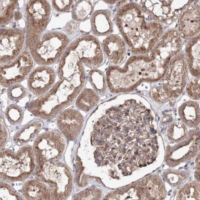 Immunohistochemistry-Paraffin: DDO Antibody [NBP2-32684] - Staining of human kidney shows high expression.