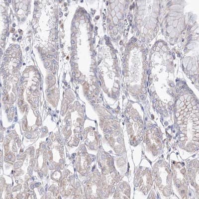 Immunohistochemistry-Paraffin: DDO Antibody [NBP2-32684] - Staining of human stomach shows low expression as expected.