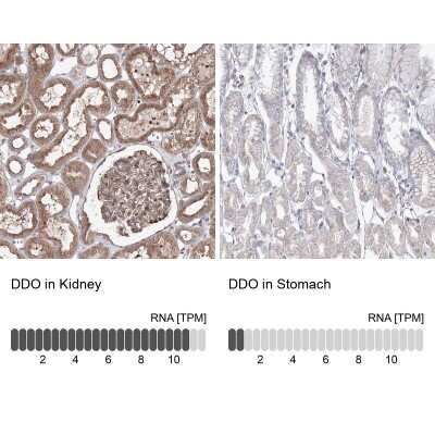 <b>Orthogonal Strategies Validation. </b>Immunohistochemistry-Paraffin: DDO Antibody [NBP2-32684] - Staining in human kidney and stomach tissues using anti-DDO antibody. Corresponding DDO RNA-seq data are presented for the same tissues.