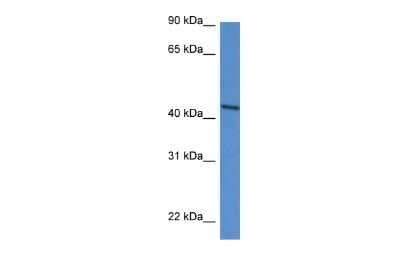 Western Blot: DDO Antibody [NBP3-10665] - Western blot analysis of DDO in HepG2 Whole Cell as a positive control. Antibody dilution at 1.0 ug/ml