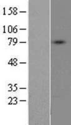 Western Blot: DDO Overexpression Lysate (Adult Normal) [NBP2-07924] Left-Empty vector transfected control cell lysate (HEK293 cell lysate); Right -Over-expression Lysate for DDO.