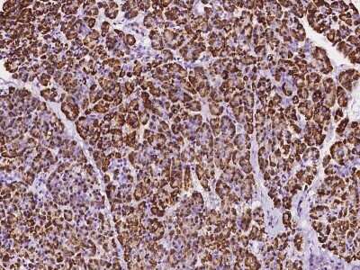 Immunohistochemistry-Paraffin: DDOST Antibody [NBP2-99995] - Immunochemical staining of human DDOST in human pancreas with rabbit polyclonal antibody at 1:1000 dilution, formalin-fixed paraffin embedded sections.