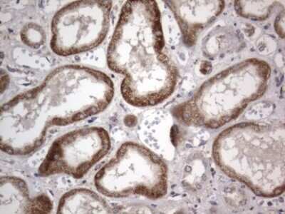 Immunohistochemistry: DDOST Antibody (OTI2B4) - Azide and BSA Free [NBP2-70561] - Analysis of Human Kidney tissue. (Heat-induced epitope retrieval by 1 mM EDTA in 10mM Tris, pH8.5, 120C for 3min)