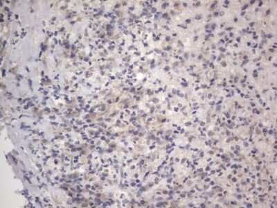 Immunohistochemistry: DDOST Antibody (OTI2B4) - Azide and BSA Free [NBP2-70561] - Analysis of Human lymph node tissue. (Heat-induced epitope retrieval by 1 mM EDTA in 10mM Tris, pH8.5, 120C for 3min)