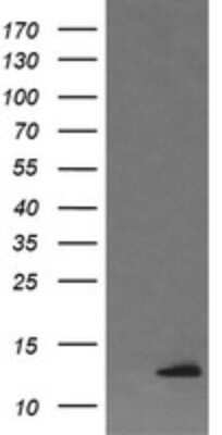 Western Blot: DDT Antibody (OTI1H3) - Azide and BSA Free [NBP2-70562] - Analysis of HEK293T cells were transfected with the pCMV6-ENTRY control (Left lane) or pCMV6-ENTRY DDT.