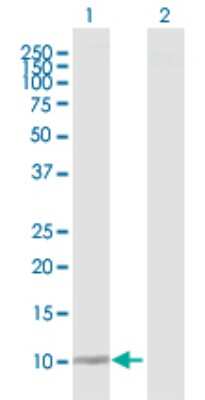 Western Blot: DDT Antibody [H00001652-D01P] - Analysis of DDT expression in transfected 293T cell line by DDT polyclonal antibody.Lane 1: DDT transfected lysate(12.70 KDa).Lane 2: Non-transfected lysate.