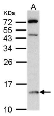 Western Blot: DDT Antibody [NBP1-33461] - Sample (30 ug of whole cell lysate) A: Raji 15% SDS PAGE, antibody diluted at 1:500.