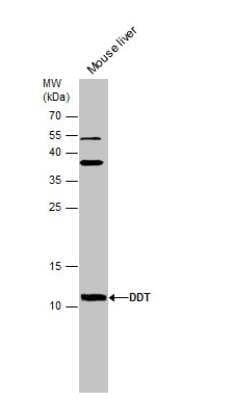 Western Blot: DDT Antibody [NBP1-33461] - Mouse tissue extract (50 ug) was separated by 15% SDS-PAGE, and the membrane was blotted with DDT antibody [N1C3] diluted at 1:500