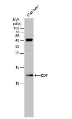 Western Blot: DDT Antibody [NBP1-33461] - Rat tissue extract (50 ug) was separated by 15% SDS-PAGE, and the membrane was blotted with DDT antibody [N1C3] diluted at 1:500.