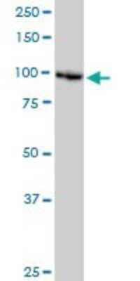 Western Blot: DDX11 Antibody (3C1) [H00001663-M03] - Analysis of DDX11 expression in HeLa(Cat # L013V1).