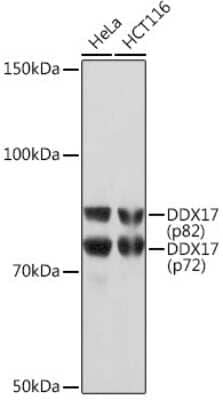 Western Blot: DDX17 Antibody (2U1P0) [NBP3-16607] - Western blot analysis of extracts of various cell lines, using DDX17 Rabbit mAb (NBP3-16607) at 1:1000 dilution. Secondary antibody: HRP Goat Anti-Rabbit IgG (H+L) at 1:10000 dilution. Lysates/proteins: 25ug per lane. Blocking buffer: 3% nonfat dry milk in TBST. Detection: ECL Basic Kit. Exposure time: 30s.