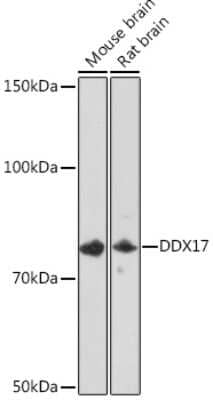 Western Blot: DDX17 Antibody (2U1P0) [NBP3-16607] - Western blot analysis of extracts of various cell lines, using DDX17 Rabbit mAb (NBP3-16607) at 1:1000 dilution. Secondary antibody: HRP Goat Anti-Rabbit IgG (H+L) at 1:10000 dilution. Lysates/proteins: 25ug per lane. Blocking buffer: 3% nonfat dry milk in TBST. Detection: ECL Basic Kit. Exposure time: 3min.