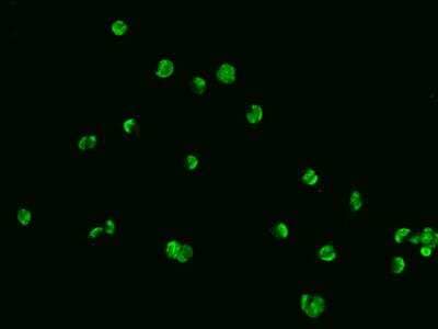 Immunocytochemistry/Immunofluorescence: DDX17 Antibody [NBP3-06322] - Immunofluorescence staining of DDX17 in HEK293 cells. Cells were fixed with 4% PFA, permeabilzed with 0.1% Triton X-100 in PBS,blocked with 10% serum, and incubated with rabbit anti-Human DDX17 polyclonal antibody (dilution ratio 1:200) at 4 degrees celsius overnight. Then cells were stained with the Alexa Fluor (TM) 488-conjugated Goat Anti-rabbit IgG secondary antibody (green). Positive staining was localized to Nucleus.