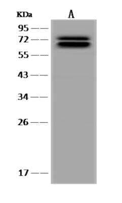 Western Blot: DDX17 Antibody [NBP3-06322] - Anti-DDX17 rabbit polyclonal antibody at 1:500 dilutionLane A: HeLa Whole Cell LysateLysates/proteins at 30 ug per lane.SecondaryGoat Anti-Rabbit IgG (H+L) HRP at 110000 dilution.Developed using the ECL technique.Performed under reducing conditions.Predicted band size:72 kDa