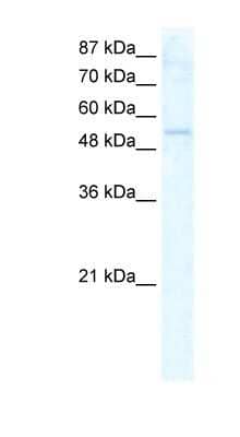 Western Blot: DDX19A Antibody [NBP1-57207] - HepG2 cell lysate, concentration 2.5 ug/ml.