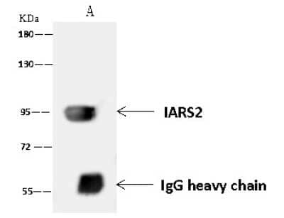 Immunoprecipitation: DDX21 Antibody [NBP2-97537] - DDX21 was immunoprecipitated using: Lane A: 0.5 mg HepG2 Whole Cell Lysate. 4 ul anti-DDX21 rabbit polyclonal antibody and 60 ug of Immunomagnetic beads. Protein A/G. Primary antibody: Anti-DDX21 rabbit polyclonal antibody, at 1:100 dilution. Secondary antibody: Goat Anti-Rabbit IgG (H+L)/HRP at 1/10000 dilution. Developed using the ECL technique. Performed under reducing conditions. Predicted band size: 87 kDa. Observed band size: 95 kDa