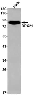 Western Blot: DDX21 Antibody (S04-4J2) [NBP3-19619] - Western blot detection of DDX21 in Hela cell lysates using NBP3-19619 (1:1000 diluted). Predicted band size: 87kDa. Observed band size: 87kDa.