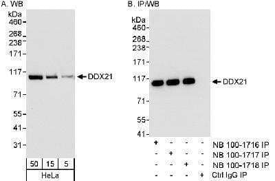 Western Blot: DDX21 Antibody [NB100-1716] - Detection of Human DDX21 on HeLa whole cell lysate using NB100-1716. DDX21 was also immunoprecipitated using rabbit anti-DDX21 antibodies NB100-1717 and NB100-1718.