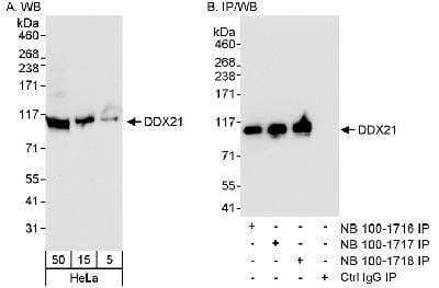 Western Blot: DDX21 Antibody [NB100-1717] - Detection of Human DDX21 on HeLa whole cell lysate using NB100-1717. DDX21 was also immunoprecipitated using rabbit anti-DDX21 antibodies NB100-1716 and NB100-1718.