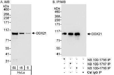 Western Blot: DDX21 Antibody [NB100-1718] - Detection of Human DDX21 on HeLa whole cell lystate using NB100-1718. DDX21 was also immunoprecipitated using rabbit anti-DDX21 antibodies NB100-1716 and NB100-1717.