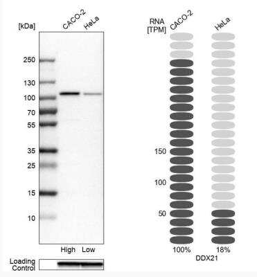 <b>Orthogonal Strategies Validation. </b>Western Blot: DDX21 Antibody [NBP1-83310] - Analysis in human cell lines Caco-2 and HeLa using Anti-DDX21 antibody. Corresponding DDX21 RNA-seq data are presented for the same cell lines. Loading control: Anti-GAPDH.