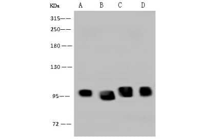 Western Blot: DDX21 Antibody [NBP2-97537] - Anti-DDX21 rabbit polyclonal antibody at 1:500 dilution. Lane A: HepG2 Whole Cell Lysate Lane B: HEK293 Whole Cell Lysate Lane C: Jurkat Whole Cell Lysate Lane D: HeLa Whole Cell Lysate Lysates/proteins at 30 ug per lane. Secondary Goat Anti-Rabbit IgG (H+L)/HRP at 1/10000 dilution. Developed using the ECL technique. Performed under reducing conditions. Predicted band size: 87 kDa. Observed band size: 95 kDa