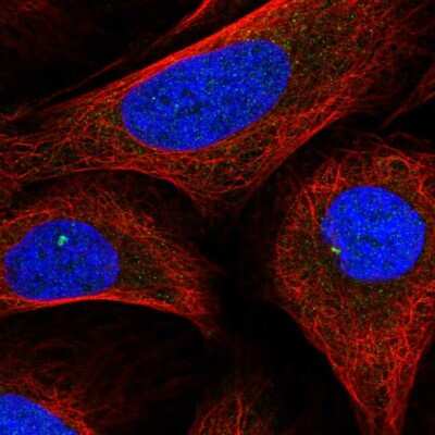 Immunocytochemistry/Immunofluorescence: DDX26B Antibody [NBP2-55207] - Staining of human cell line U-2 OS shows localization to centrosome.