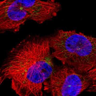 Immunocytochemistry/Immunofluorescence: DDX26B Antibody [NBP2-55287] - Staining of human cell line U-251 MG shows localization to mitochondria & centrosome.