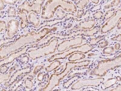Immunohistochemistry-Paraffin: DDX26B Antibody [NBP2-98078] - Immunochemical staining of human DDX26B in human kidney with rabbit polyclonal antibody at 1:100 dilution, formalin-fixed paraffin embedded sections.