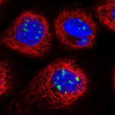 Immunocytochemistry/ Immunofluorescence DDX27 Antibody