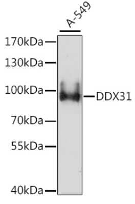 Western Blot: DDX31 Antibody [NBP2-92273] - Analysis of extracts of A-549 cells, using DDX31 .Exposure time: 3min.