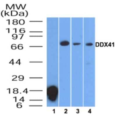 Western Blot: DDX41 Antibody [NBP2-25247] - Analysis of 1) a partial recombinant protein specific to DDX41, human 2) Jurkat, 3) HeLa and 4) A431 lysate using DDX41 antibody at 2 ug/ml.