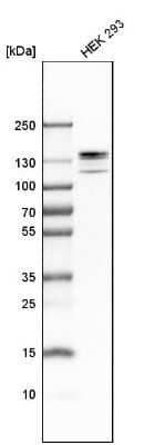 Western Blot DDX46 Antibody