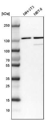 Western Blot: DDX46 Antibody [NBP1-83565] - Analysis in mouse cell line NIH-3T3 and rat cell line NBT-II.