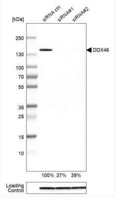 Western Blot: DDX46 Antibody [NBP1-83565] - Analysis in HEK293 cells transfected with control siRNA, target specific siRNA probe #1 and #2, using Anti-DDX46 antibody. Remaining relative intensity is presented. Loading control: Anti-GAPDH.