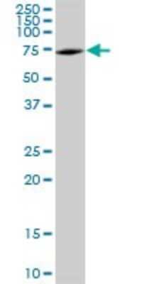 Western Blot: DDX5 Antibody [H00001655-B01P] - Analysis of DDX5 expression in Hela S3 NE.
