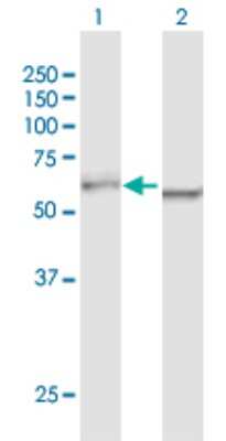 Western Blot: DDX5 Antibody [H00001655-B01P] - Analysis of DDX5 expression in transfected 293T cell line by DDX5 polyclonal antibody.  Lane 1: DDX5 transfected lysate(67.54 KDa). Lane 2: Non-transfected lysate.