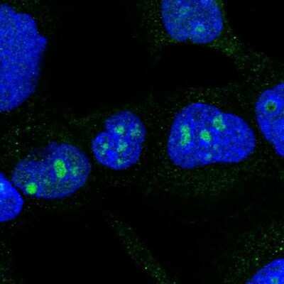 Immunocytochemistry/ Immunofluorescence DDX50 Antibody