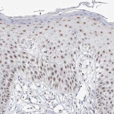 Immunohistochemistry-Paraffin DDX50 Antibody