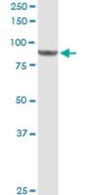 Western Blot: DDX50 Antibody [H00079009-D01P] - Analysis of DDX50 expression in HeLa.