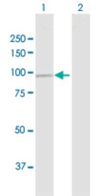 Western Blot: DDX50 Antibody [H00079009-D01P] - Analysis of DDX50 expression in transfected 293T cell line by DDX50 polyclonal antibody.Lane 1: DDX50 transfected lysate(82.60 KDa).Lane 2: Non-transfected lysate.