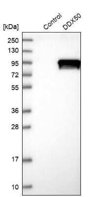 Western Blot DDX50 Antibody