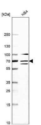 Western Blot: DDX55 Antibody [NBP2-47490] - Analysis in human cell line NB4.