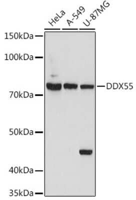 Western Blot: DDX55 Antibody [NBP3-15971] - Western blot analysis of extracts of various cell lines, using DDX55 antibody (NBP3-15971) at 1:1000 dilution. Secondary antibody: HRP Goat Anti-Rabbit IgG (H+L) at 1:10000 dilution. Lysates/proteins: 25ug per lane. Blocking buffer: 3% nonfat dry milk in TBST. Detection: ECL Basic Kit. Exposure time: 180s.